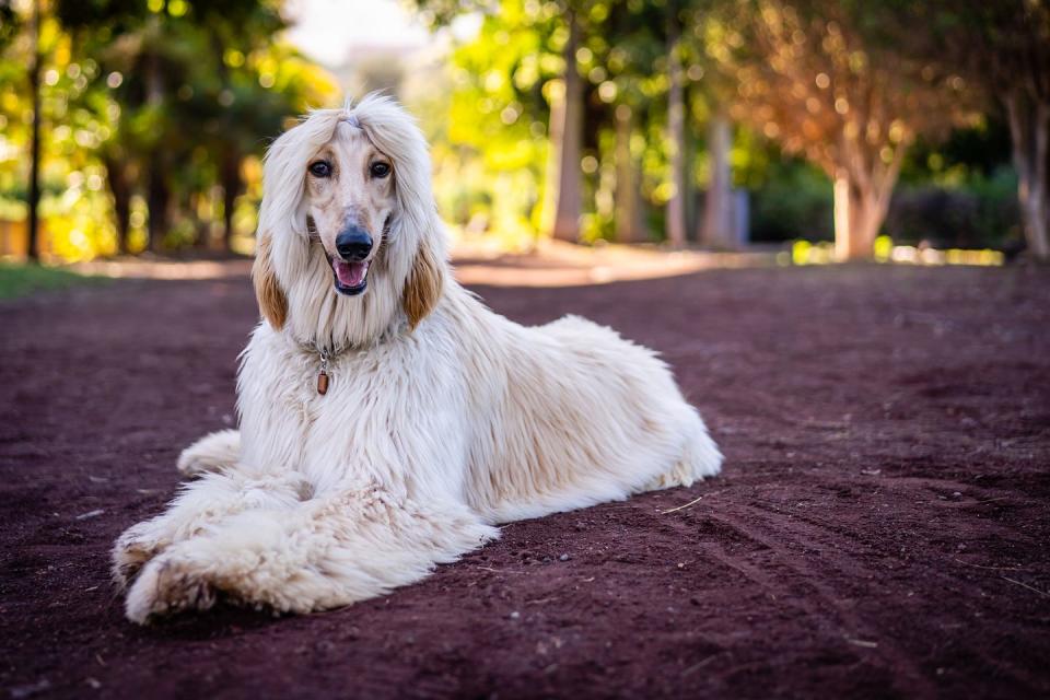 <p><a href="https://www.akc.org/dog-breeds/afghan-hound/" rel="nofollow noopener" target="_blank" data-ylk="slk:Afghan Hounds;elm:context_link;itc:0;sec:content-canvas" class="link ">Afghan Hounds</a> are an ancient breed that present themselves in dignified and aloof ways, according to the American Kennel Club. They're intelligent, independent, charming, and unwaveringly loyal to their owners. Because of their size and immense speed, Afghan Hounds require a large fenced in yard and plenty of daily exercise. And it takes a lot of work to keep their coats looking so elegant. You're in for several hours per week of brushing to keep the hair free of tangles. <br></p>