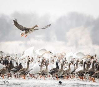 Thousands of snow geese stopped during their migration at Storm Lake in March. Waterfowl like geese are believed to carry highly pathogenic avian influenza that they can spread as they migrate.