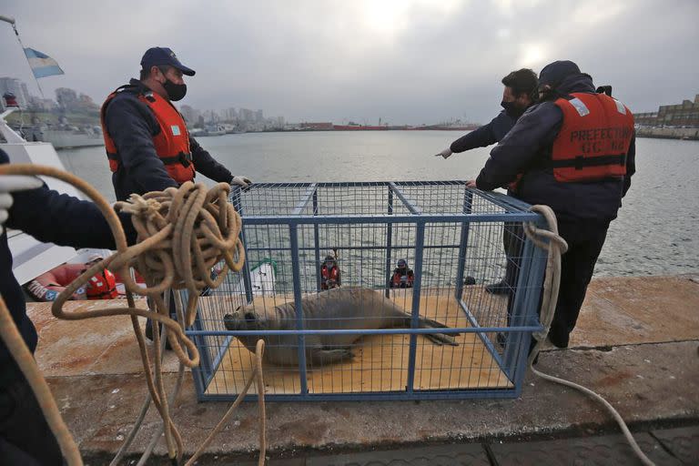 Fundación Aquarium libero un elefante marino en el mar