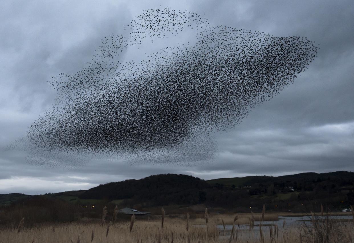 This is not actually a UFO, it’s a group of starlings (Stock image, Rex)