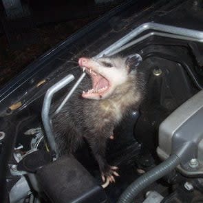 opossum_in_car