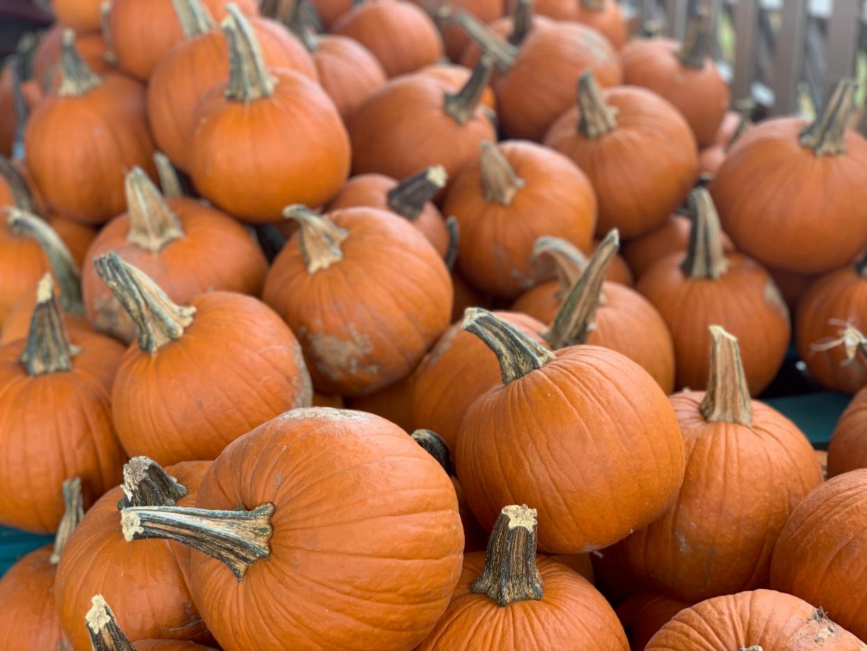 Pick out your pumpkin at one of these pumpkin patches in the Corpus Christi area in 2023