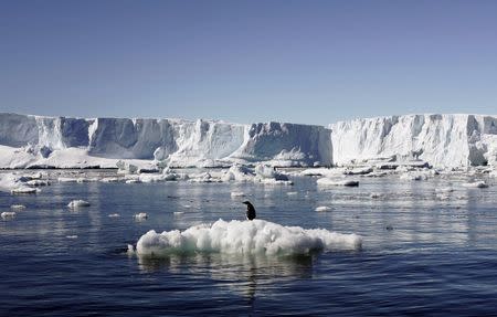An Adelie penguin stands atop a block of melting ice near the French station at Dumont d'Urville in East Antarctica in this January 23, 2010 file photo. REUTERS/Pauline Askin/Files