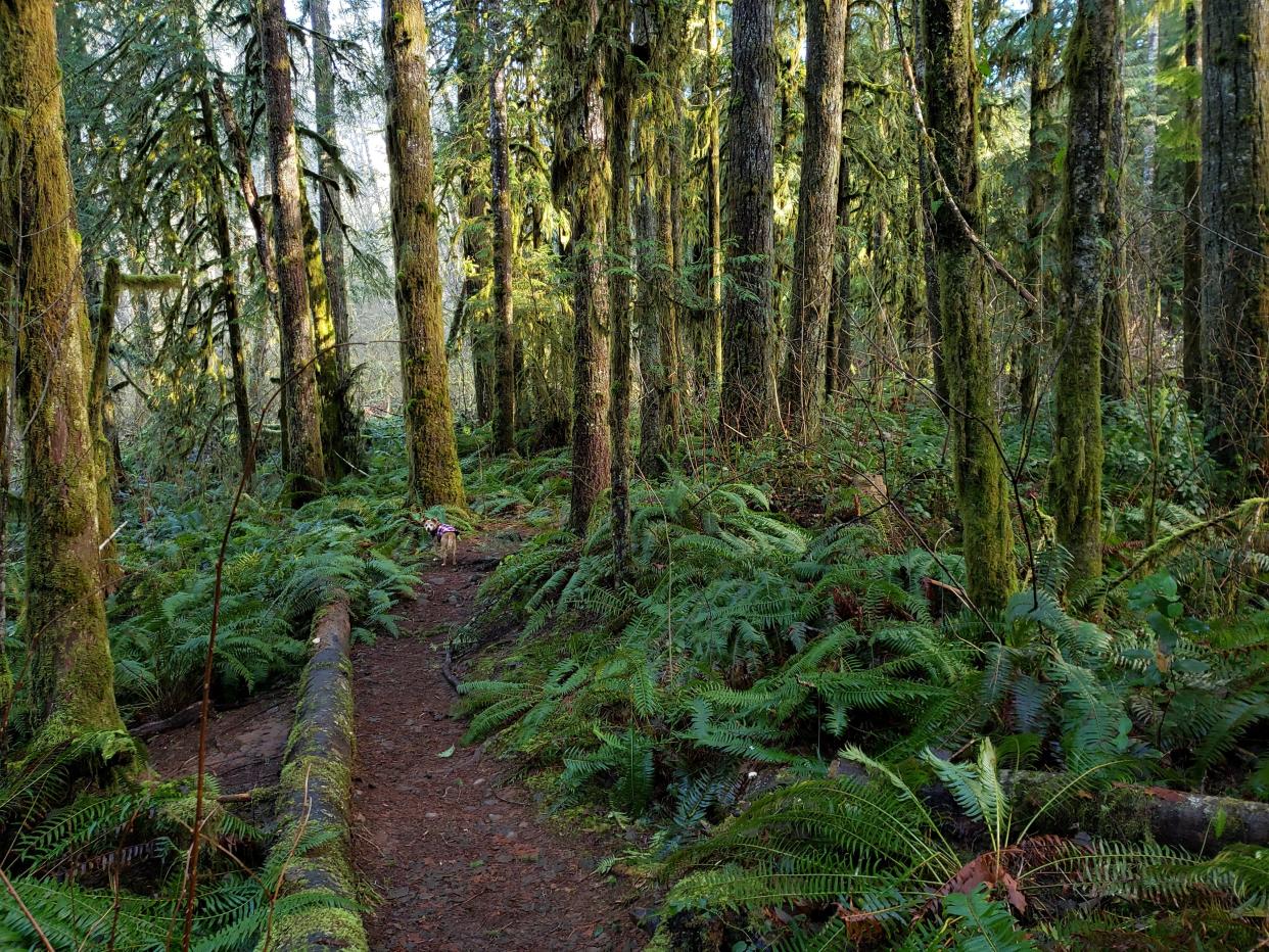 Kauffman says she enjoys hikes in the woods with her dog, Ziggy. 