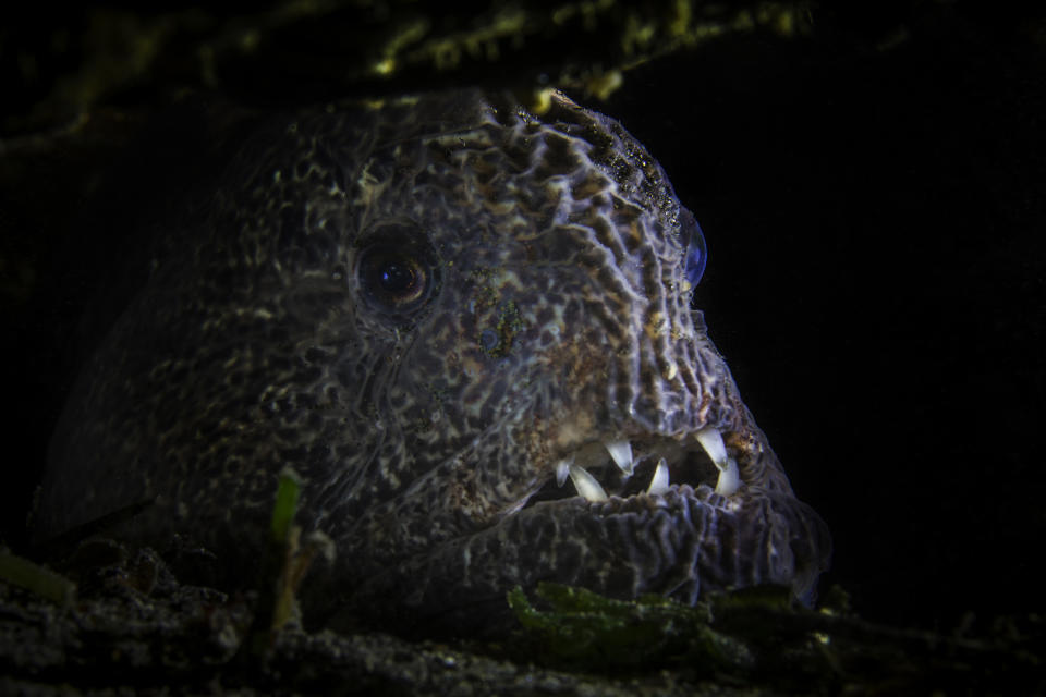 <p>The sharp, white fangs are alarming and grotesque, conjuring up the image of a monster in a cave in Shiretoko Rausu, Hokkaido, Japan, Feb. 12, 2015. However, they do not attack us. This one was looking at me with great interest at a very close distance. (Photograph by Toru Kasuya) </p>