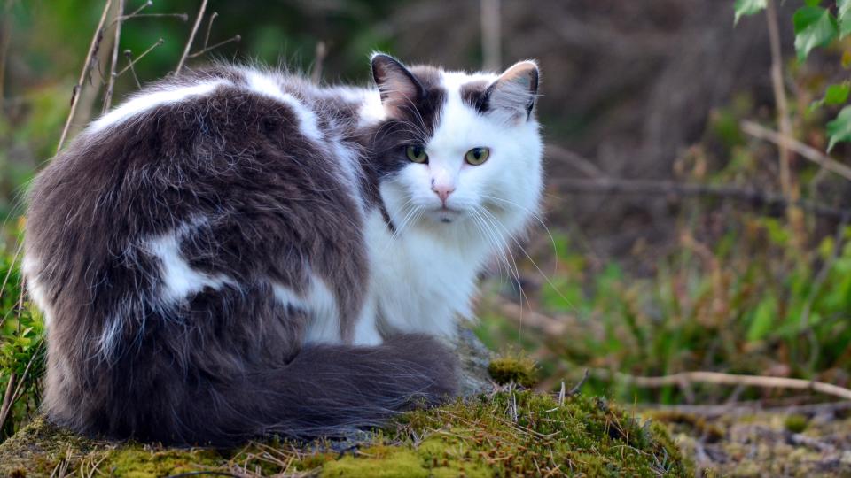 Norwegian Forest Cat sat outside