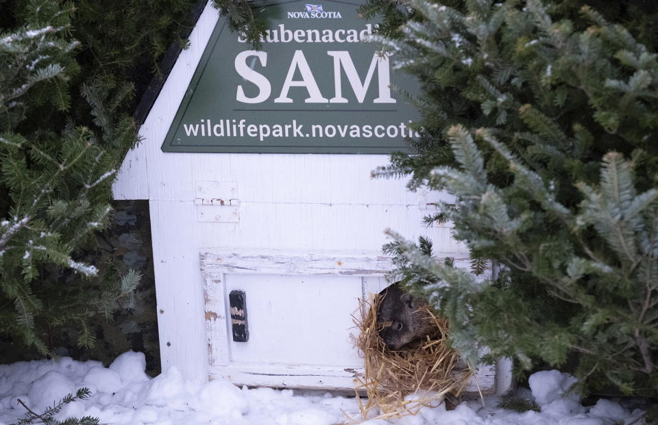 Shubenacadie Sam peers out of her burrow before predicting an early spring during a Groundhog Day event at the Shubenacadie Wildlife Park in Nova Scotia on Friday, Feb.2, 2024 (Ted Pritchard