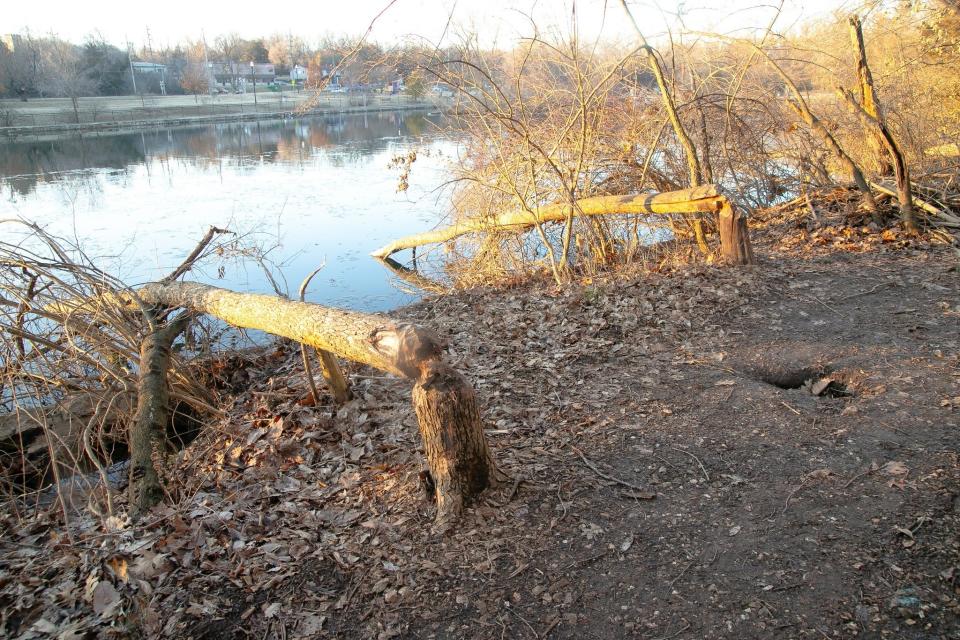 Beavers caused "extensive damage" to the soft-surface trails on the eastern side of the lake at Sequiota Park. The trails will be temporarily closed for two weeks as park staff clean up the area.