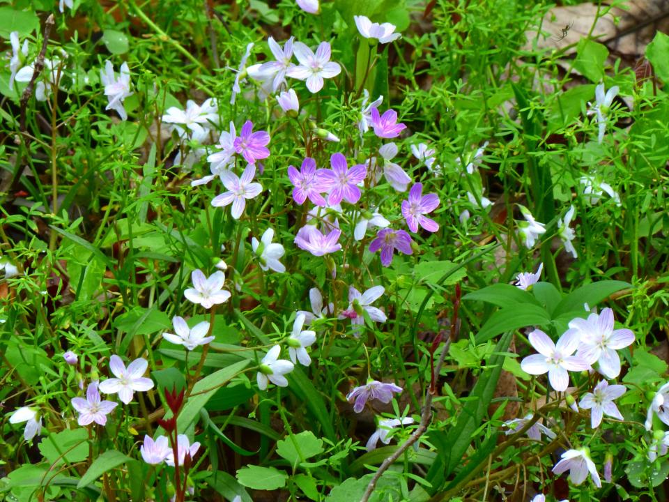 Spring beauty wildflowers will soon disappear from the scene until next spring.