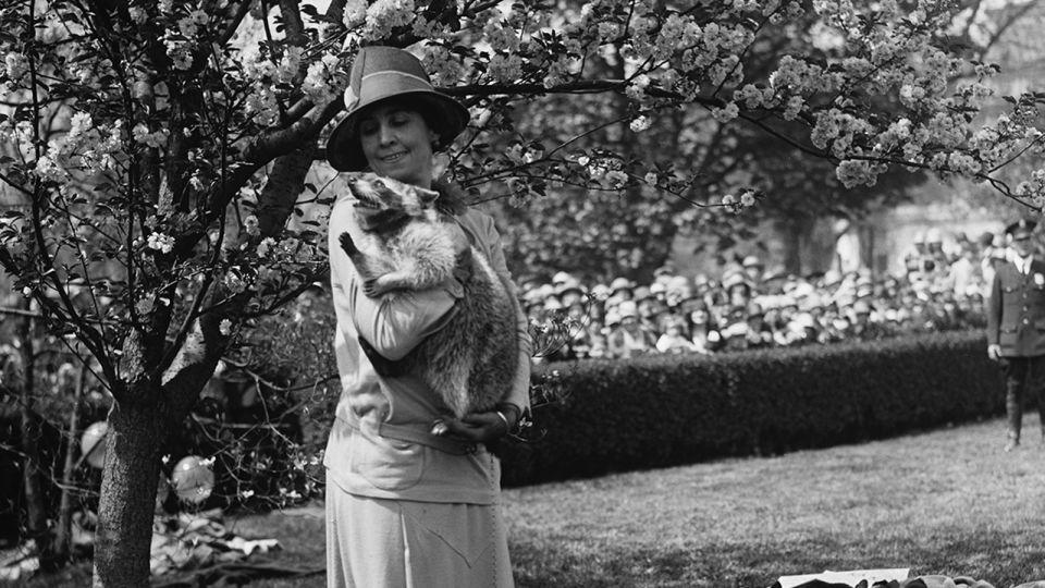 First Lady Grace Coolidge with her pet raccoon, Rebecca, during the annual Easter Egg Roll in 1927. - PhotoQuest/Getty Images