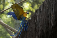 A macaw flies inside an enclosure at BioParque, in Rio de Janeiro, Brazil, Wednesday, May 5, 2021. Macaws are used to flying great distances, more than 30 kilometers or about 18 miles a day. (AP Photo/Bruna Prado)