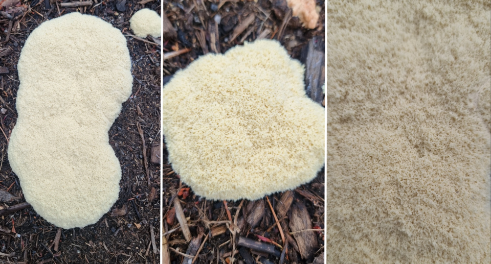 Images of the white, furry-looking slime mould growths from the Canberra person's garden.
