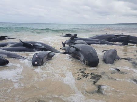 Stranded whales on the beach at Hamelin Bay in this picture obtained from social media, March 23, 2018. Leearne Hollowood/via REUTERS