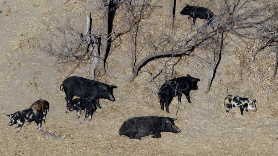 Several feral hogs are photographed from above as they stand near some brush.