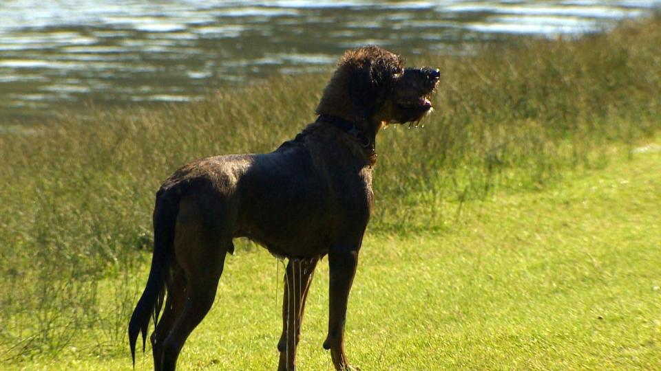 A dog drips with water after going for a swim on Tuesday.