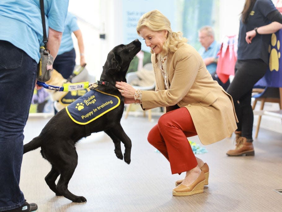 Sophie, Duchess of Edinburgh plays with a guide dog at a coronation event