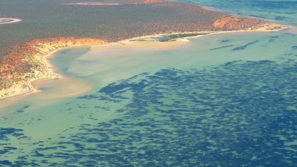 shark_bay_posidonia_australis