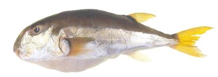 月尾兔頭魨Lagocephalus lunaris（圖／食藥署提供）