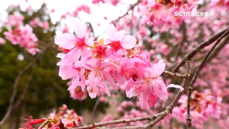 台中武陵農場昨天才開放明年2月櫻花季訂房，短短6分鐘，96間房瞬間秒殺。
