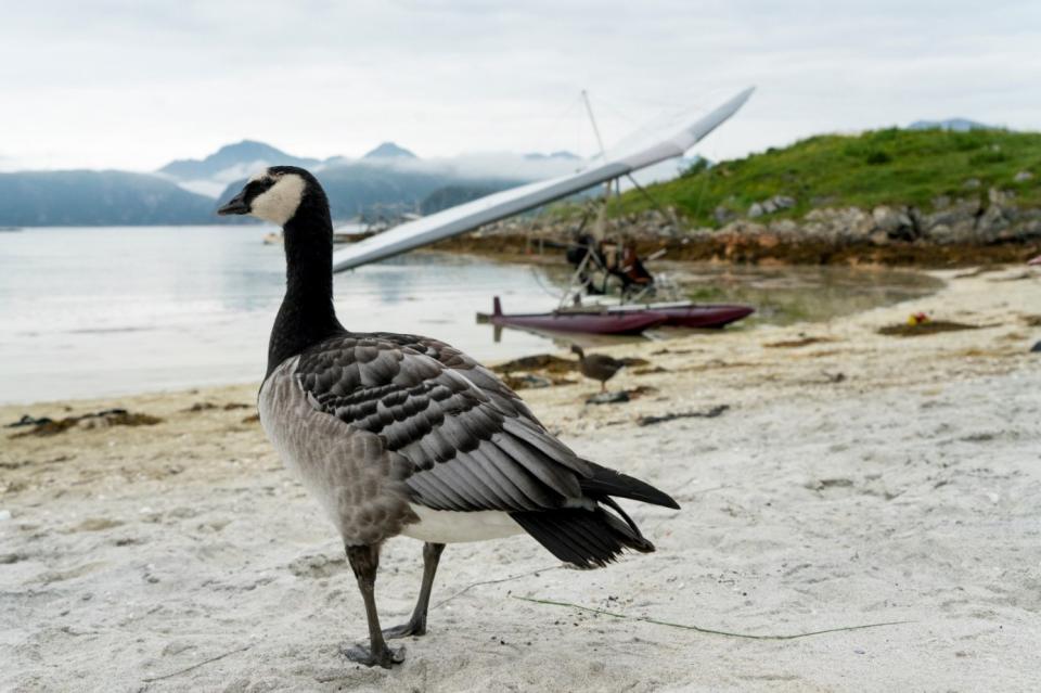 《迷雁返家路》稀有保育鳥種白頰黑雁因生物天性特殊幼鳥存活率低