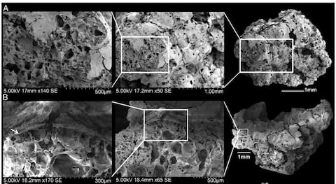 Bread particles under the microscope 