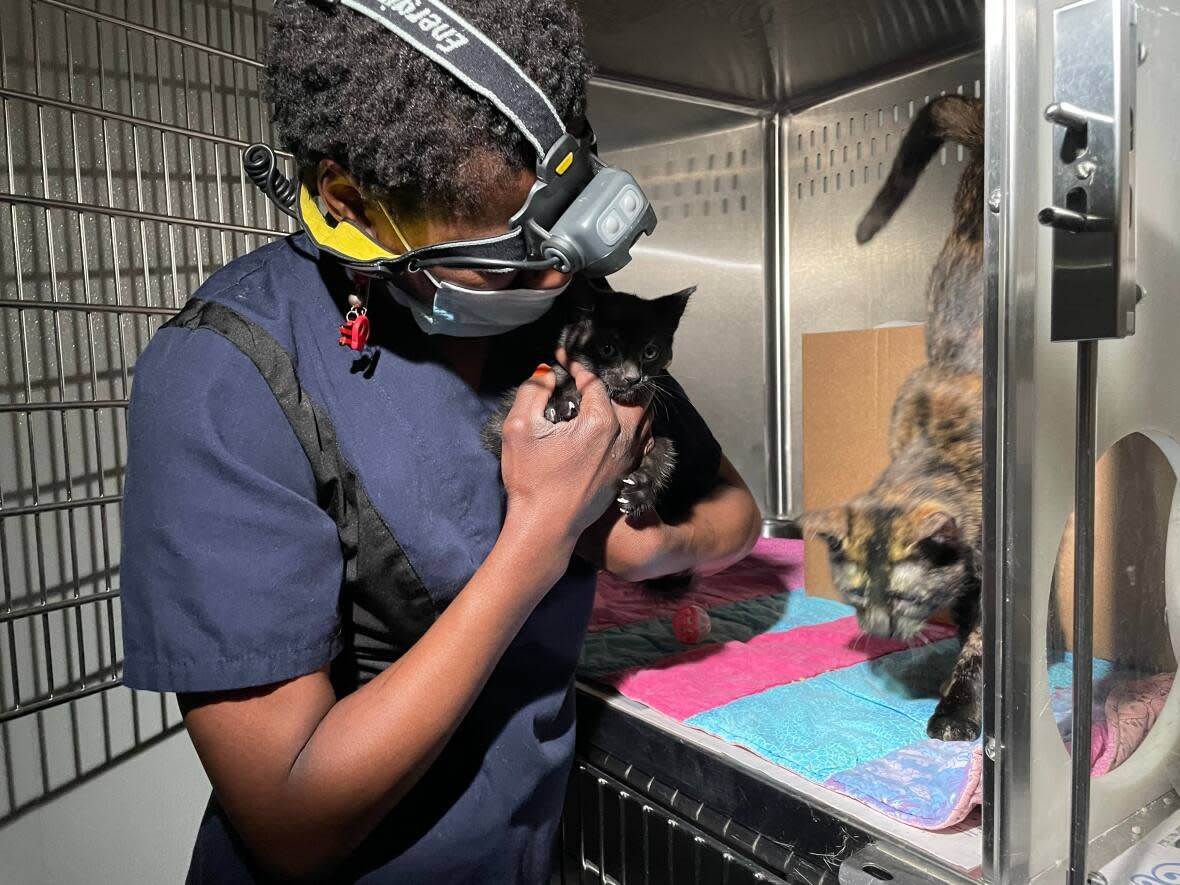 Animal care attendant Marjorie Romance cares for a cat at the Ottawa Humane Society's Hunt Club Road facility on May 28, 2022. The facility still hasn't been reconnected to the power grid following last weekend's destructive storm. (Avanthika Anand/CBC - image credit)