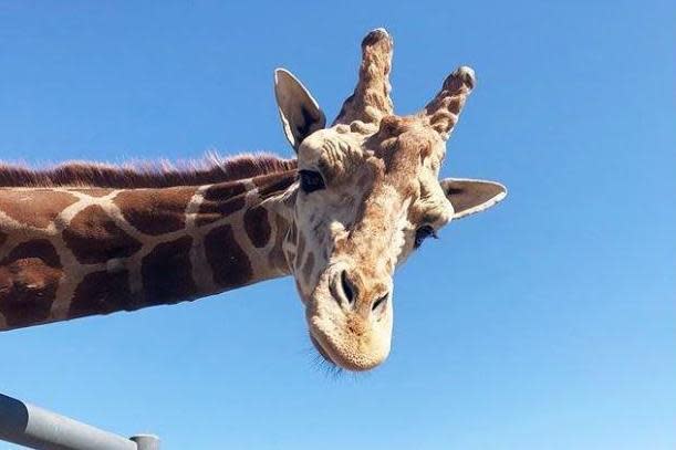 Celebrities have claimed Malibu Wines did not evacuate its animals, including Stanley the giraffe