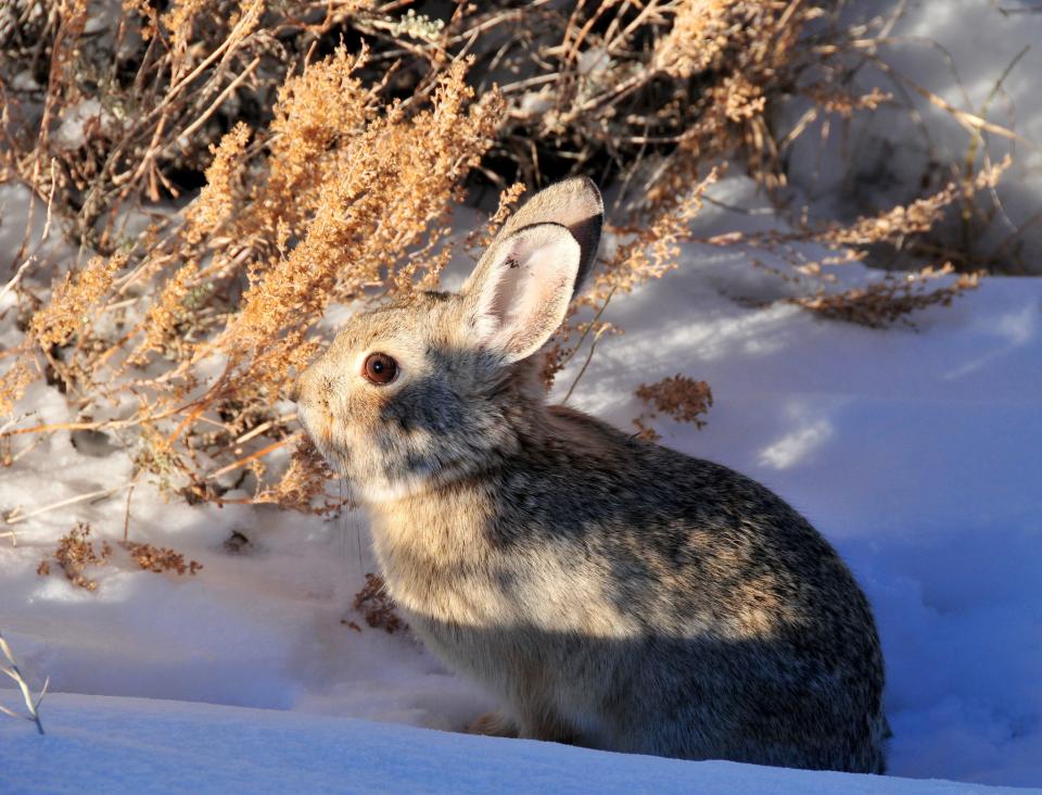 The pygmy rabbit may soon be listed under the Endangered Species Act.