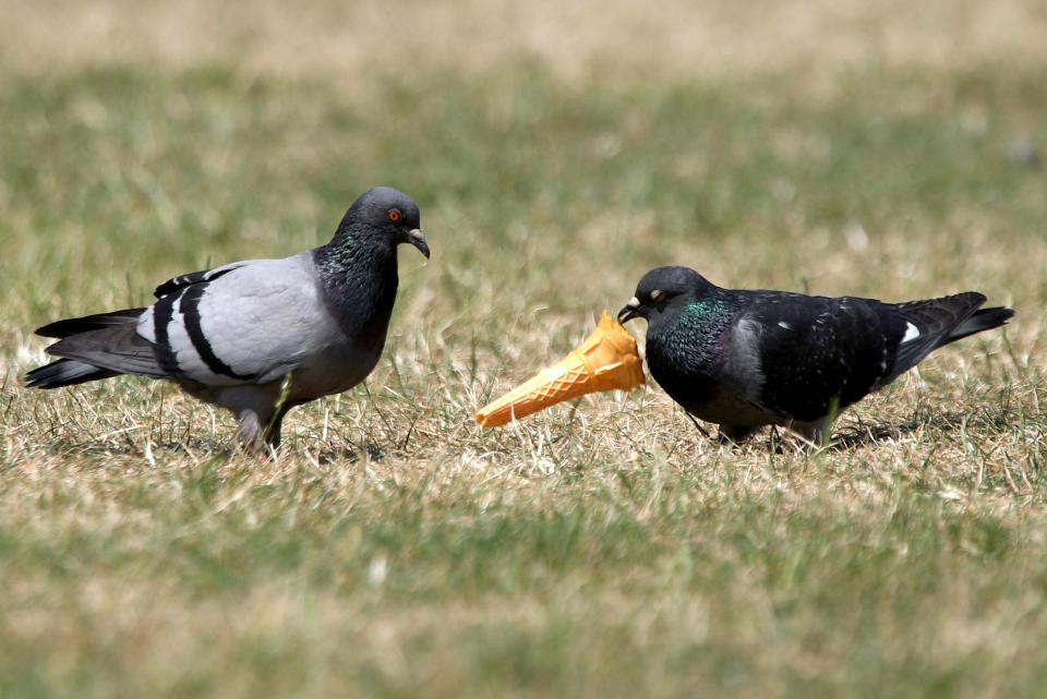 Pigeons could pass chlamydia to dogs, a vet has warned. But unlike in humans the disease will cause respiratory and eye problems. Stock image. (PA)