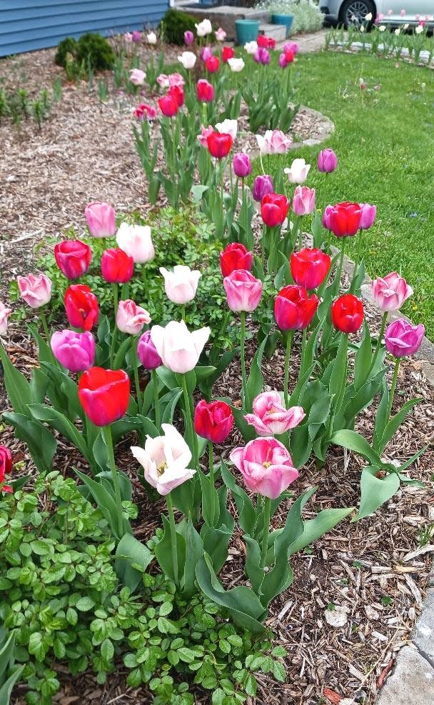 This is the first year for tulips to bloom at the Adrian residence of Katie Rasmussen and Stephen Mitchell on North McKenzie Street. The tulips are in an array of colors including pink, white, red and purple. Some of the names of the tulips are Lemonade, Purple Prince and Majestic Yellow.