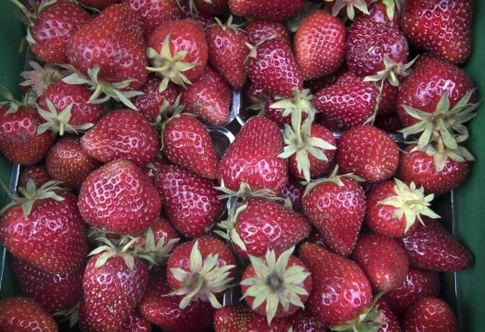 Strawberries will be plentiful Saturday at the Strawberry Festival at the South Bay Grange.