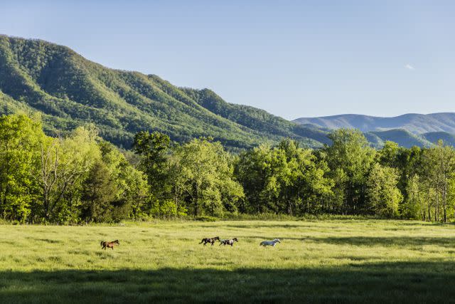 <p>ROBBIE CAPONETTO</p> Cades Cove Loop Road