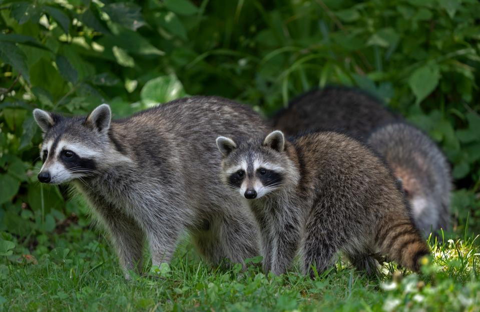 Native mammals in urban landscapes face growing threats from development and temperature increases due to climate change. Here, a family of raccoons come out of the woods as Share LT students gather for a Camptown day Thursday, June 30, 2022 at Fort Harrison State Park.