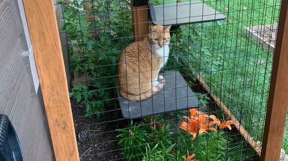 catio ideas