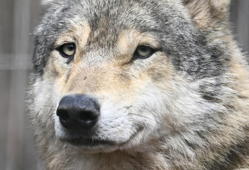 <span>Un loup (canis lupus) dans le sud de l'Allemagne, le 21 mars 2024. </span><div><span>THOMAS KIENZLE</span><span>AFP</span></div>