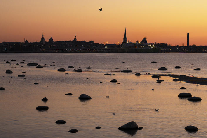 Birds look for fish on a beach at low tide, looking over to the spires of Tallinn.