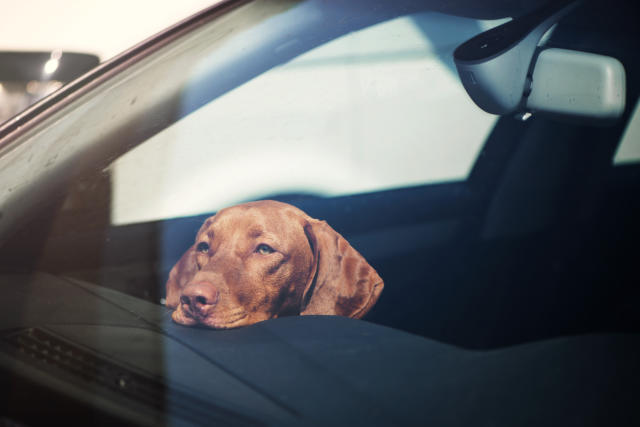 If a dog dies in a car the owner can be fined. (Getty)