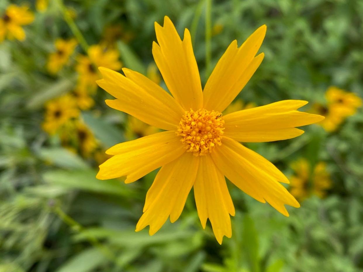 Leavenworth's tickseed (Coreopsis leavenworthii) makes a beautiful border plant in a garden with native Florida plants.
