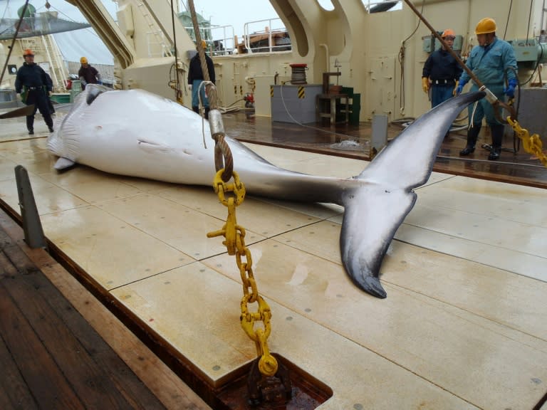 Tokyo claims it is trying to prove the whale population is large enough to sustain a return to commercial hunting, but the meat still ends up on dinner tables and is served up in school lunches