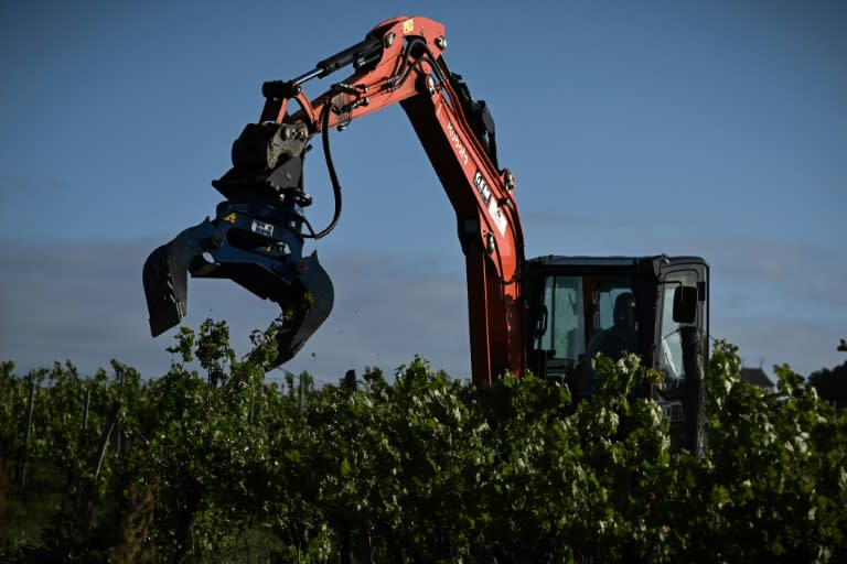 Unepince mécanique déracine des vignes, le 18 avril 2024 à Saint-Martin-de-Sescas, en Gironde (Philippe LOPEZ)