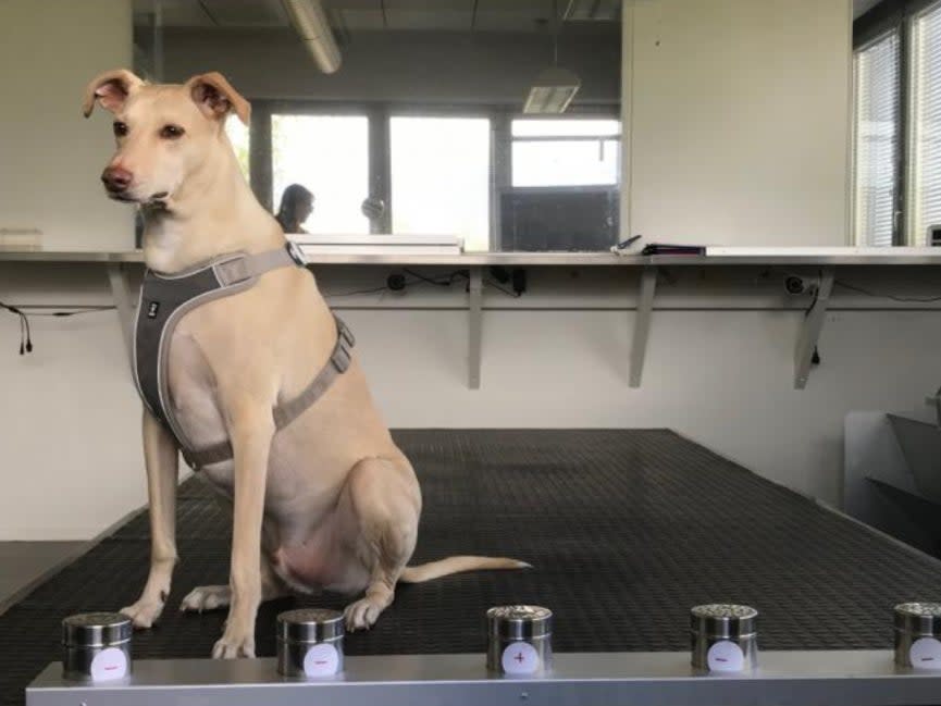 One of Wise Nose's coronavirus sniffer dogs (Finavia)