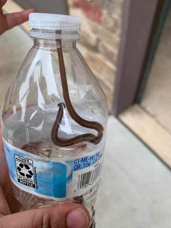 A family recently discovered a hammerhead worm on their property in southeast Springfield.