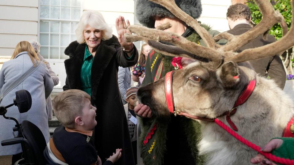 Queen Camilla strokes reindeer