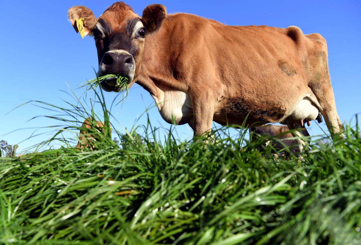 A cow chomping on a clump of grass, seen from below.