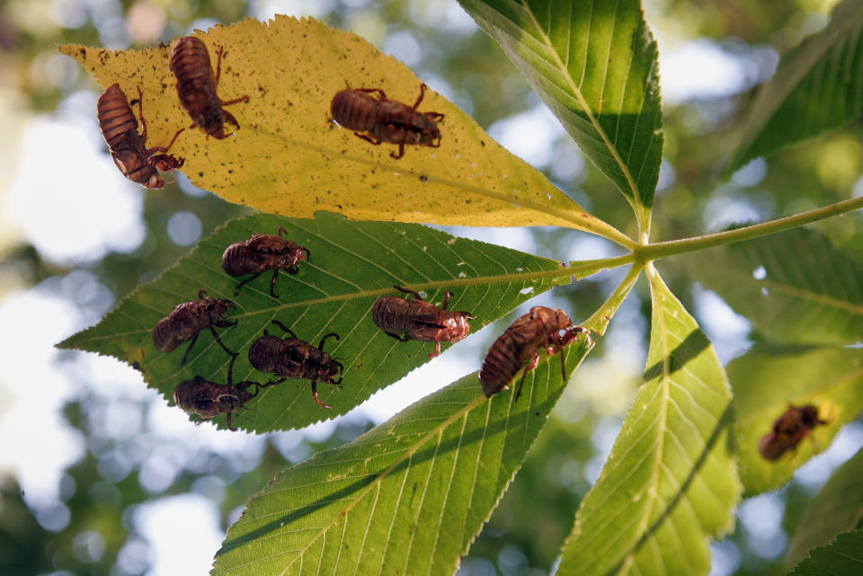 Empty, nymphal skin of cicadas remain in a tree following the hatch of Brood XIII June 11, 2007 in Willow Springs, Illinois.  / Credit: Scott Olson / Getty Images