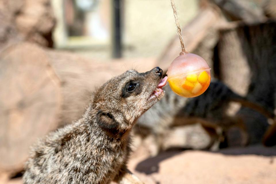  (West Midland Safari Park / SWNS)