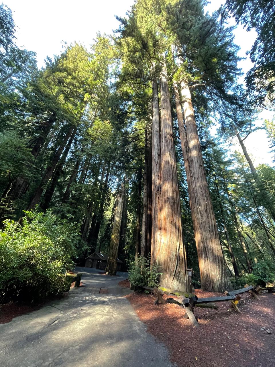 Armstrong Redwoods State Natural Reserve is home to the world's tallest trees, creating a place of solace.