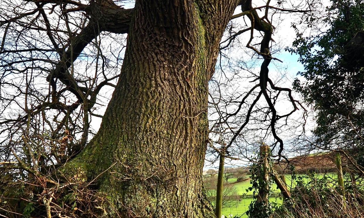 <span>A kink oak at Old Oswestry Hillfort.</span><span>Photograph: Maria Nunzia @Varvera</span>