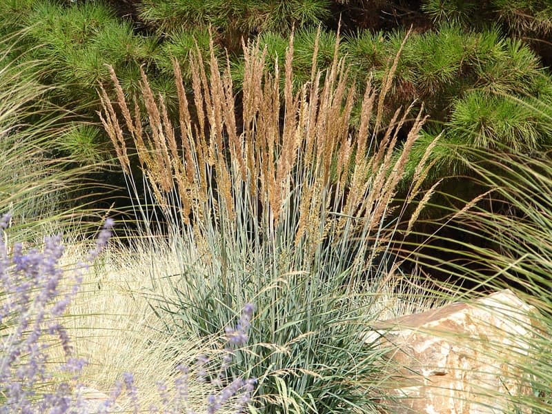 Sorghastrum nutans - Ornamental Grass, Native Grass