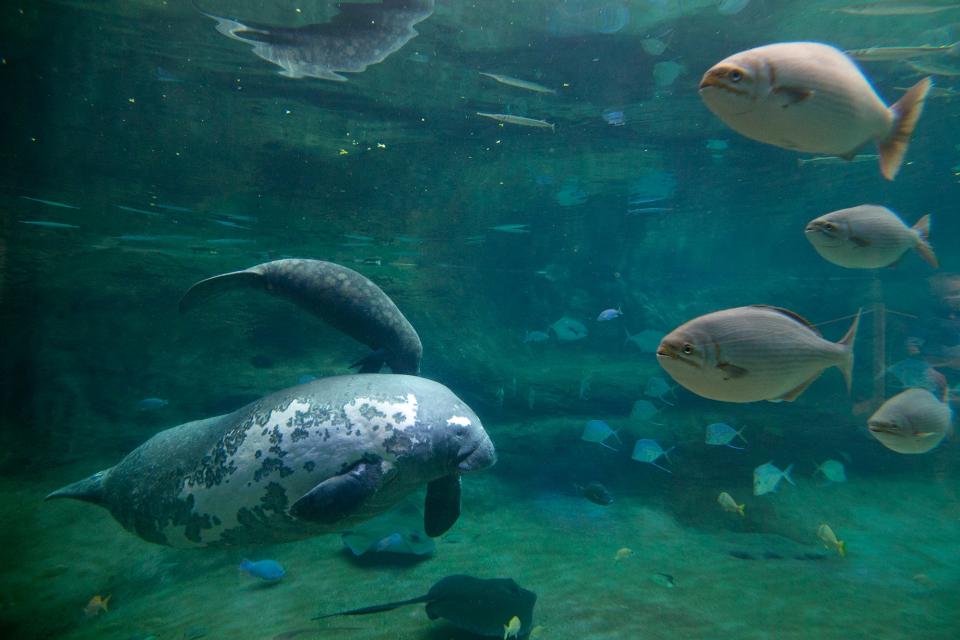 Orphan manatees, Squirrel and Scampi eat lunch alongside longtime manatee resident Stubby, Thursday, November 19, 2020, at the Columbus Zoo and Aquarium. Squirrel, the smallest, has bonded with Stubby faster than any previous calves, and mostly doesn't leave her side. Florida manatees that are federally regulated and the two calves are destined to be returned to the wild.